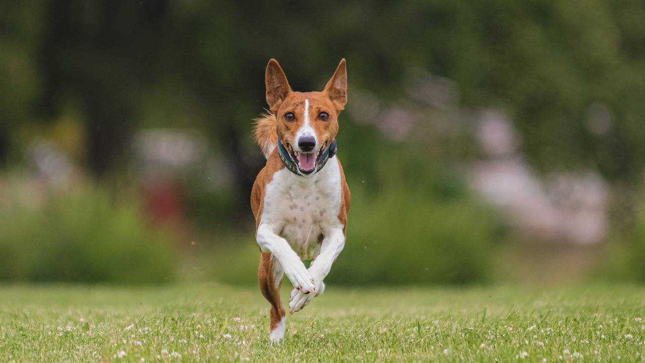 The Role of Phytonutrients in Disease Prevention