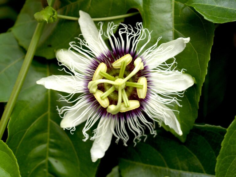 Exploring the Benefits of Ayurvedic Medicine
